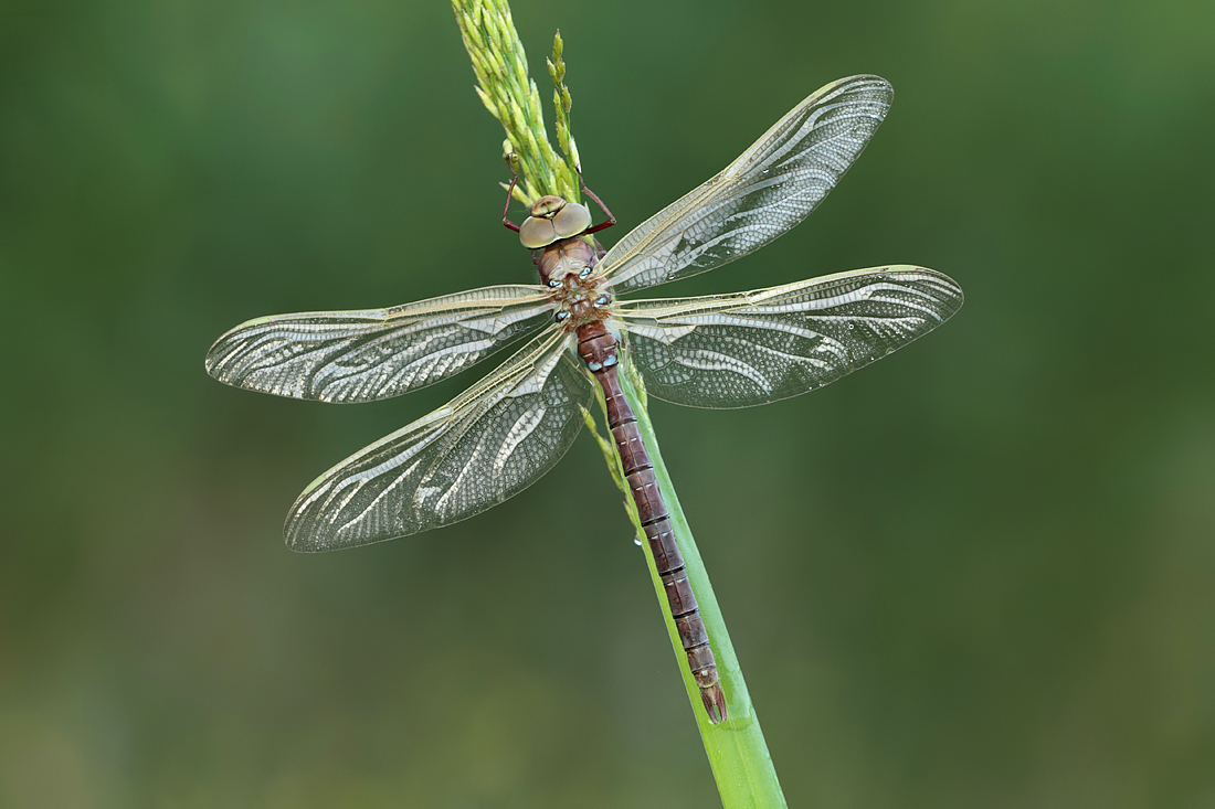 Brown Hawker 1